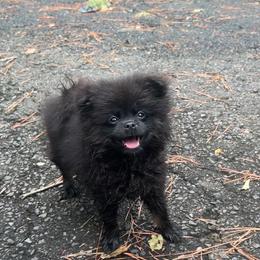 Shadow - Black male Pomeranian puppy in Hughes Springs, Texas from Hughes Springs Tx Poms