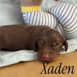 Xaden - Chocolate and tan male Dachshund puppy in Staley, North Carolina from Langley Farms Dachshunds