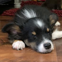 Toy Australian Shepherd Puppies from Desert Fox Aussies