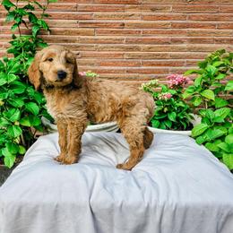 Cloudy - Cream female Goldendoodle puppy in Everett, Washington from Big Top Doodles