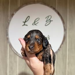 Shine - Dapple female Dachshund puppy in Maidsville, West Virginia from L&B Lowriders