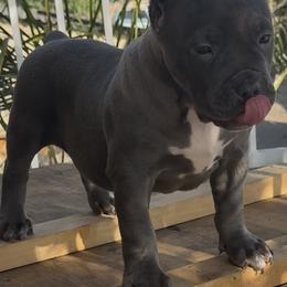American Bully Puppies from M&M XL Bully Kennel