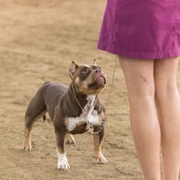 American Bully Puppies from Sky River Bullies