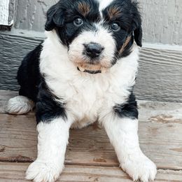 Aussiedoodle and Bernedoodle Puppies from North 40 Doodles