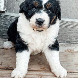 Aussiedoodle and Bernedoodle Puppies from North 40 Doodles
