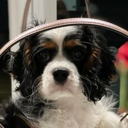 Echo - Cavalier King Charles Spaniel