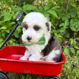 Green collar - Blue merle male Bernedoodle puppy in Calico Rock, Arkansas from Cottrell’s Poodles & Doodles