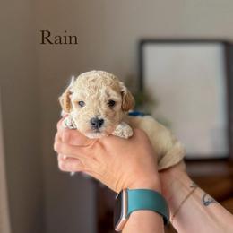 Rain - Cream male Goldendoodle puppy in Benton, Arkansas from Cozy Creek Doodles