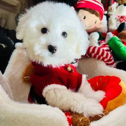 SNOWBALL - White male Maltipoo puppy in Sugar Land, Texas from Celebrity Maltipoos