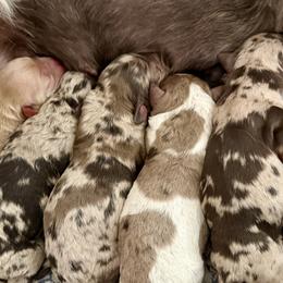 Cockapoos, Goldendoodles, and Labradoodles from Out of the Box Doodles