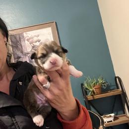 Boy 2 - Black and tan male Pembroke Welsh Corgi puppy in Chino Valley, Arizona from Blecker Kennel