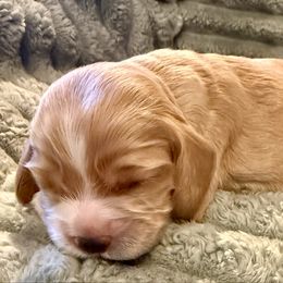Woody - Golden male Cocker Spaniel puppy in Sumter, South Carolina from Cocker Eclipse In Home Kennel