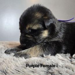 Purple - Black and silver female German Shepherd puppy in Tony, Wisconsin from Muddy Acres German Shepherds