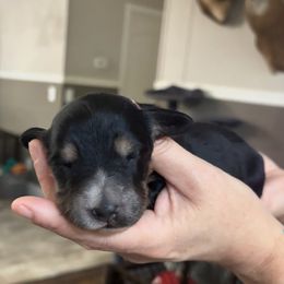 Dachshund Puppies from Branton Family Dachshunds