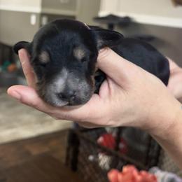 Dachshund Puppies from Branton Family Dachshunds