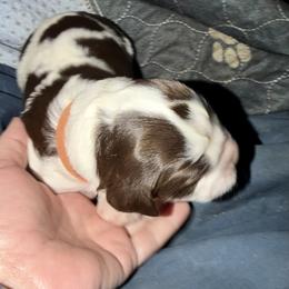 Orange - Liver and white male English Springer Spaniel puppy in Wells, Vermont from Everyday Sunshine Springers