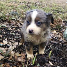 Miniature Australian Shepherd and Toy Australian Shepherd Puppies from Wellington Ranch Aussies