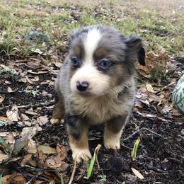 Miniature Australian Shepherd and Toy Australian Shepherd Puppies from Wellington Ranch Aussies