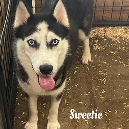 Sweetie - Siberian Husky
