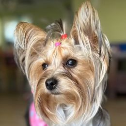 Luna - Yorkshire Terrier