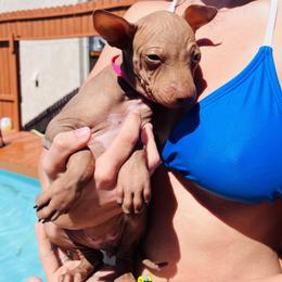 Espresso - Chocolate female American Hairless Terrier puppy in Sacramento, California from Gold Rush Kennels
