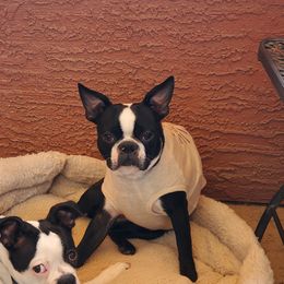 Luna - Boston Terrier