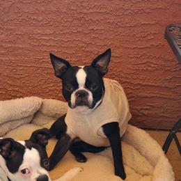 Luna - Boston Terrier
