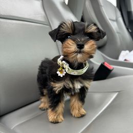 Layla (tea cup) - Black female Miniature Schnauzer puppy in Montebello, California from Rod Schnauzers