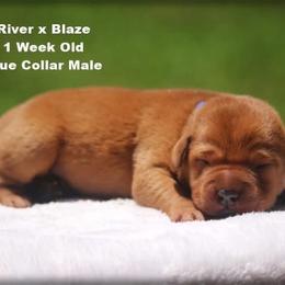 Blue collar male - Yellow male Labrador Retriever puppy in Huntington, Texas from Soggy Bottom Retrievers