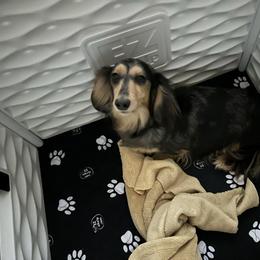 Lacey - Dachshund