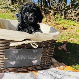 Maltipoo Puppies from Awwws&Pawws