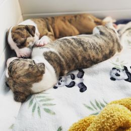 Whippet Puppies from Cheshire Whippets