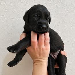 Roux - Black female Labrador Retriever puppy in Newaygo, Michigan from Royal Oak Gundogs