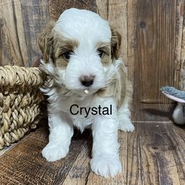 Aussiedoodle, Cavapoo, Cockapoo, and Pembroke Welsh Corgi Puppies from Cobbs Creek Canines