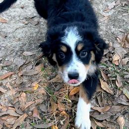 Orange - Black tri male Miniature Australian Shepherd puppy in Middleburg, Florida from Dog Father Kennels