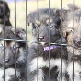 German Shepherds from The Zeus N Luna 2 Pay it Forward Foundation