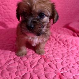 Girl 1 - Black gold and white female Shorkie puppy in Florida from Shih tzus and Shorkies Galore
