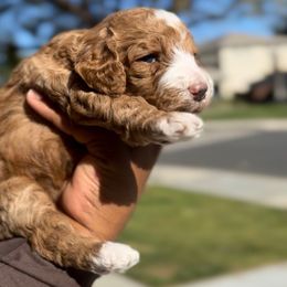 Peppermint Promise - Red  female Poodle puppy in Corona, California from Garden Of Poodles