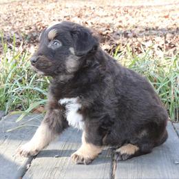 Jett - Red tri-color male Australian Shepherd puppy in Macon, Georgia from Shaina’s Shepherds