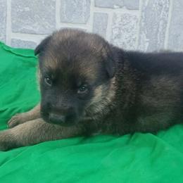 Male green - Black and red male German Shepherd puppy in Mccool Junction, Nebraska from Sininger Lagoon