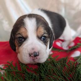 Sir Lancelot - Black tan and white male Beagle puppy in Colville, Washington from Rosehaven Homestead