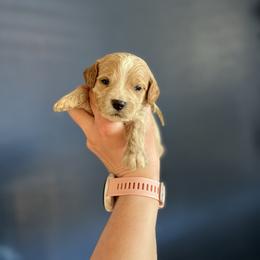 Blue - Parti male Goldendoodle puppy in Casper, Wyoming from 307 Doodles