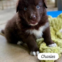 Charles - Red & white male Australian Shepherd puppy in Temecula, California from Boulder & Branch Aussie Ranch