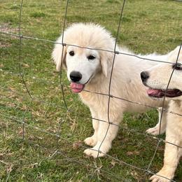 Male 6-BLUE - White male Maremma Sheepdog puppy in New Auburn, Wisconsin from Cordell Corgis
