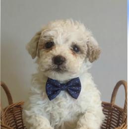 Stormy - Parti male Goldendoodle puppy in Cumberland, Rhode Island from minigoldendoodlesofRI