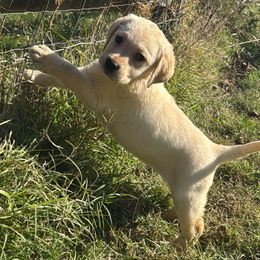 Girl 1 - Yellow female Labrador Retriever puppy in Camden, Tennessee from Pure Heaven Labs