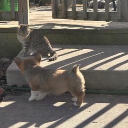 Iris - Red female Pembroke Welsh Corgi puppy in Springfield, Missouri from Hansen Corgis
