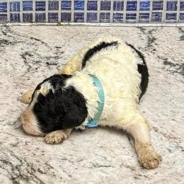 Harlan - Black and white male Sheepadoodle puppy in Chesapeake, Virginia from Doodle-Cove