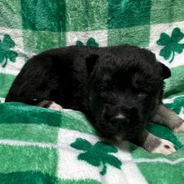 AKC Benjamin - Agouti and white male Siberian Husky puppy in Centreville, Maryland from Huskies By the Bay