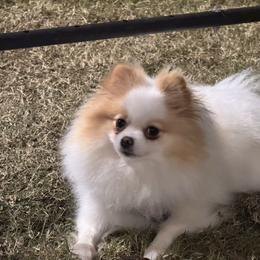 Tesla - Pomeranian